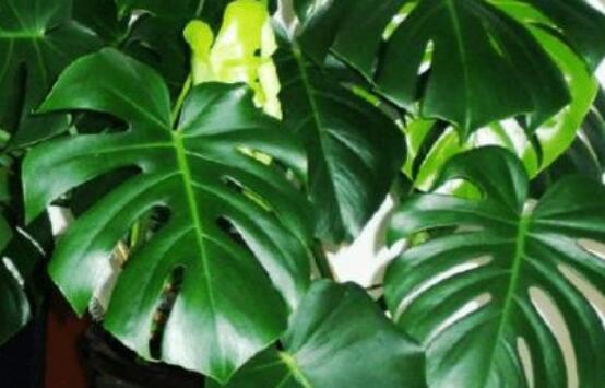 誤食龜背竹葉子怎么辦，第一時(shí)間去醫(yī)院積極治療(中毒較深)