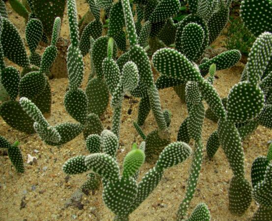 仙人掌沒根能活嗎，能活/傷口消毒晾干、重新移植上盆