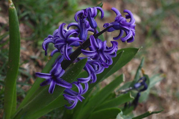 風(fēng)信子的花語(yǔ)