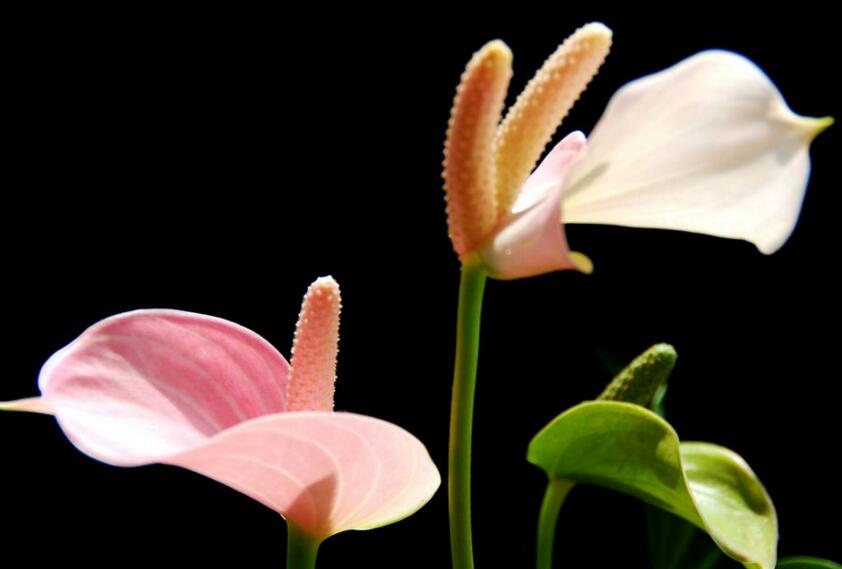 紅掌扦插圖解，極高成活率的方法