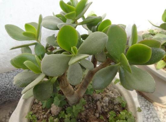 燕子掌換土后要澆水嗎，可根據(jù)具體情況來具體對待