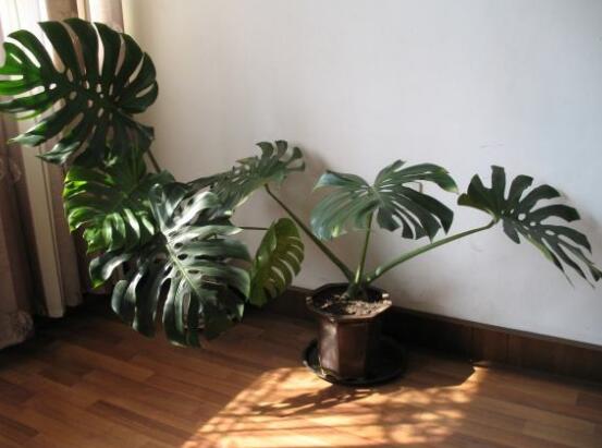 家里養(yǎng)龜背竹好嗎，吸收甲醛、凈化空氣、招財(cái)增壽