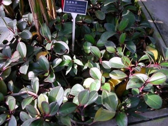 紫邊碧玉怎么養(yǎng)，七個(gè)基本方法教你養(yǎng)殖好