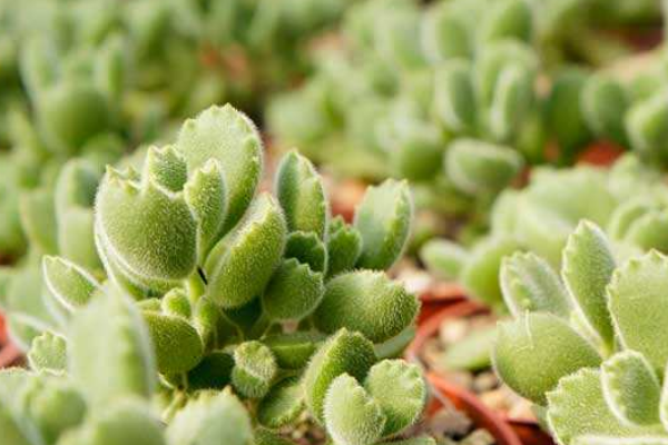 多肉植物熊童子掉葉子，找出問題的原因及時處理