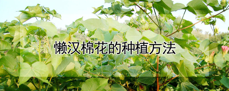 懶漢棉花的種植方法