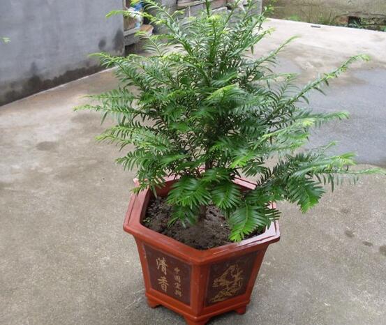 如何養(yǎng)紅豆杉，土壤要豐富營(yíng)養(yǎng)/肥水相結(jié)合