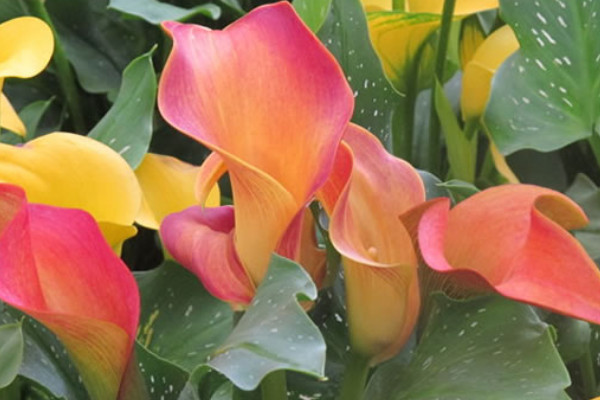 馬蹄蓮怎么過(guò)冬