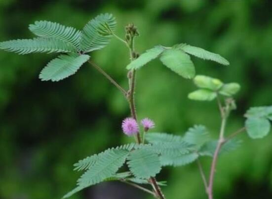 含羞草對人體有害嗎，微毒無害/美化家居、凈化空氣
