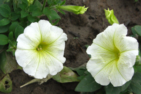 牽牛花的根系發(fā)達嗎