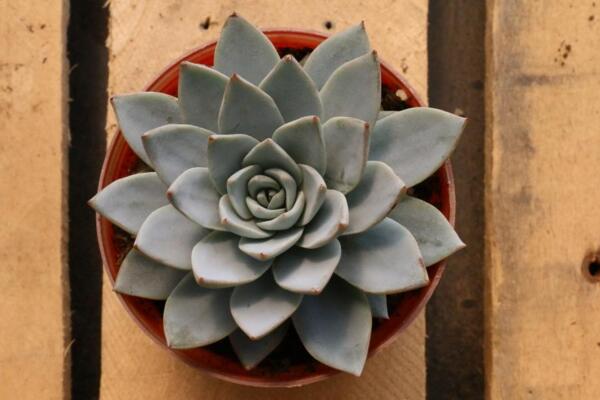 寶石花光照和溫度處理，夏季遮陰冬季向陽