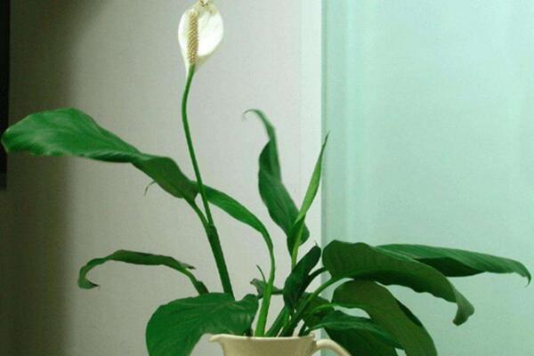 一帆風(fēng)順可以水養(yǎng)嗎，水培的重點(diǎn)在于氧氣、營(yíng)養(yǎng)以及陽(yáng)光