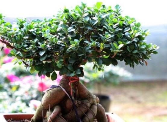 榕樹(shù)掉葉子是什么原因，四種原因以及解決辦法