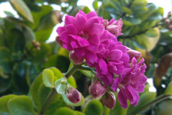 長壽花又叫什么名字