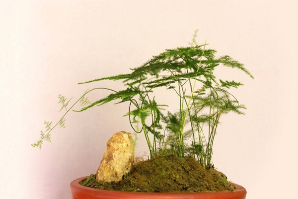 文竹怎么養(yǎng)才能更旺盛，提供充足散射光及時施肥