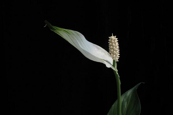 一帆風(fēng)順花可以放在臥室里嗎，可以放在臥室但要注意幾點(diǎn)