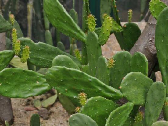 仙人掌怎么養(yǎng)可以又粗又壯，做到四個要點高枕無憂(健壯)