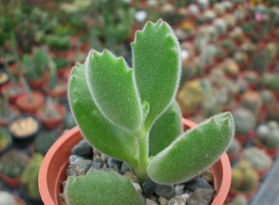 熊童子葉子發(fā)軟怎么辦，總結(jié)最實用三種解決方法