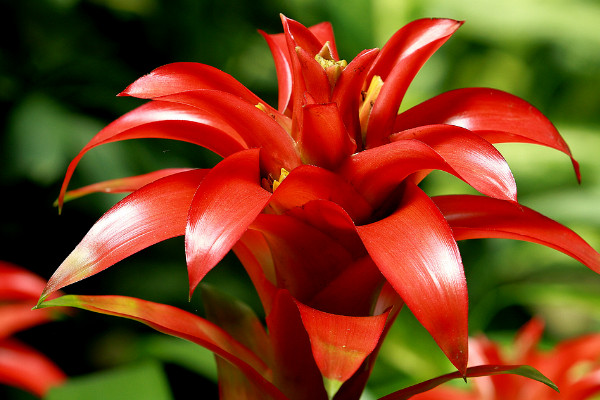 鴻運(yùn)當(dāng)頭怎樣養(yǎng)才能紅