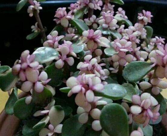 雅樂之舞怎么養(yǎng)才變紅，教你五種最快速變紅好方法