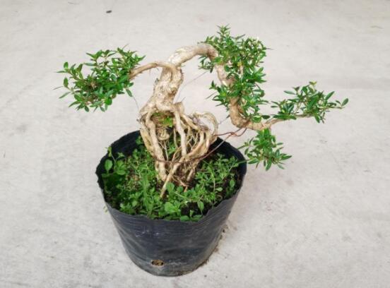 提根六月雪怎么養(yǎng)好，教你六個(gè)步驟造型更加美觀