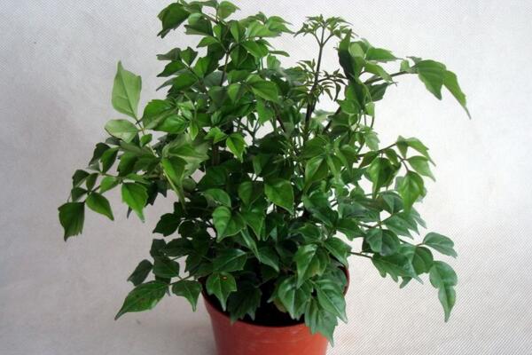 小幸福樹室內(nèi)養(yǎng)殖方法，必須要掌握的5大要點(diǎn)