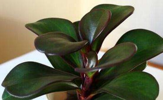 紫邊碧玉怎么養(yǎng)，七個(gè)基本方法教你養(yǎng)殖好