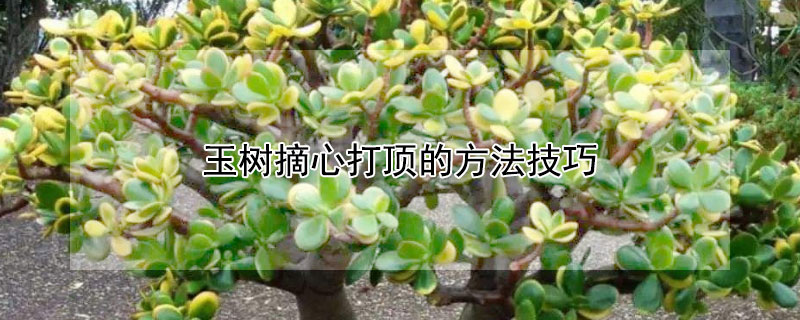 玉樹摘心打頂?shù)姆椒记? data-LQqm=