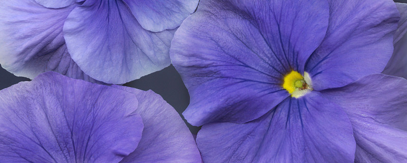 紫羅蘭在什么季節(jié)開(kāi)花