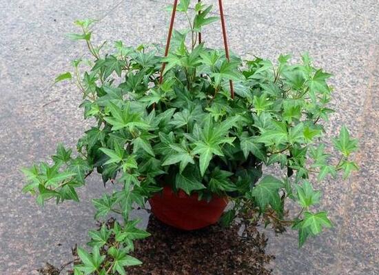 常春藤怎么養(yǎng)長得快，常春藤的養(yǎng)殖方法