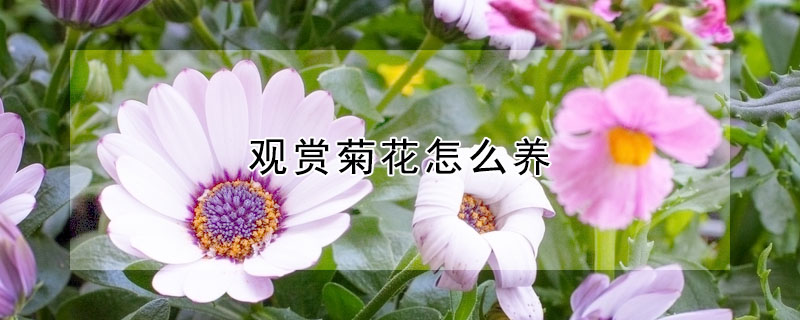 觀賞菊花怎么養(yǎng)