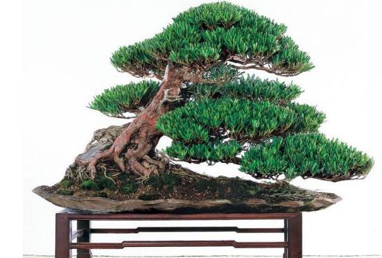 盆栽羅漢松怎么養(yǎng)，盆栽羅漢松養(yǎng)殖方法