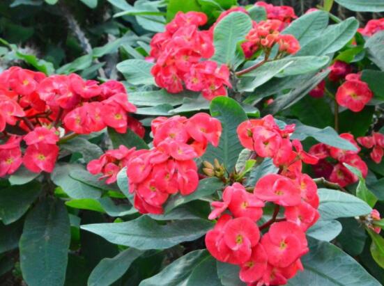 虎刺梅冬天養(yǎng)殖的禁忌，做好四個要點便可安然過冬