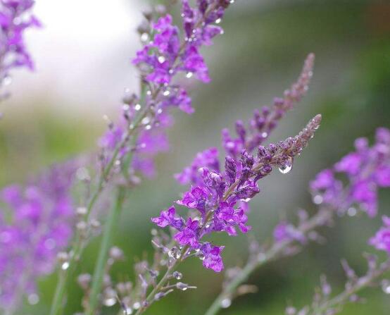 薰衣草的花語(yǔ)是什么，代表著心心相印、愛情的等待