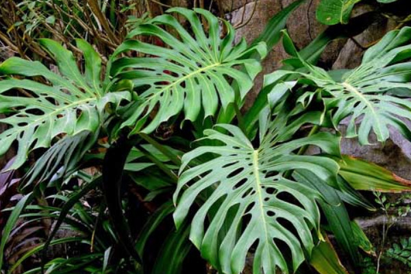 龜背竹莖發(fā)黑是爛根嗎