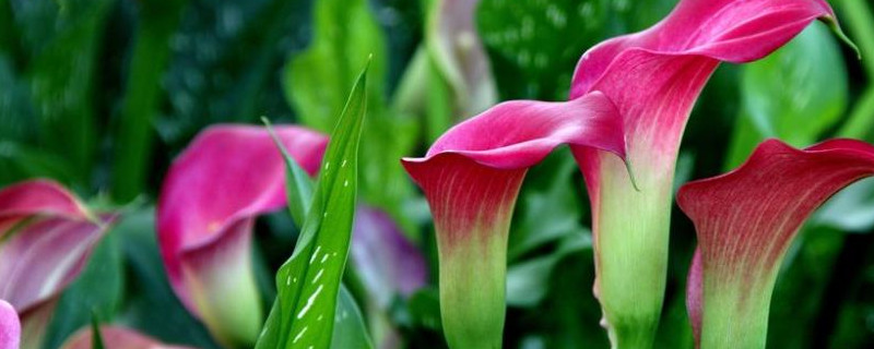 彩色馬蹄蓮可以水養(yǎng)嗎