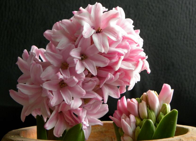 風(fēng)信子可以用水養(yǎng)嗎，可以/但是要注意及時(shí)換水和補(bǔ)充營(yíng)養(yǎng)