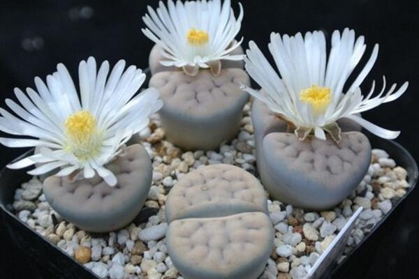 生石花什么時候開花，夏秋兩季開花（花期比較短暫）