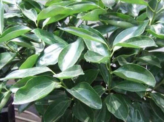 平安樹葉子發(fā)黑是怎么回事，三種原因以及解決方法