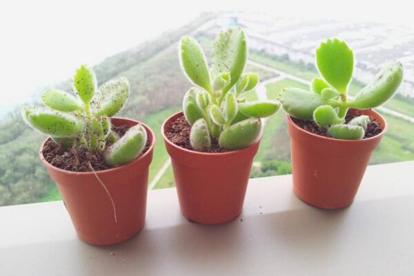 熊童子冬天怎么養(yǎng)，冬季必須要做好以下5點(diǎn)