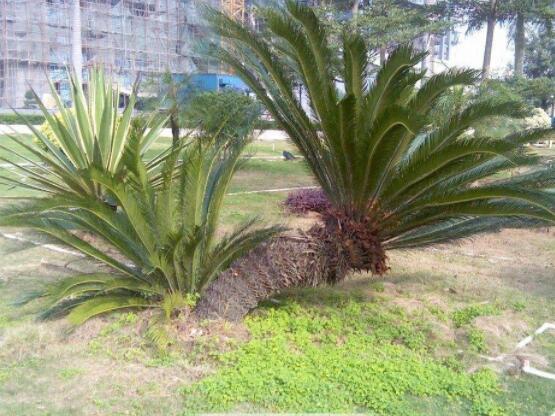 為什么蘇鐵不長(zhǎng)新葉子，教你三種最直觀有效解決辦法