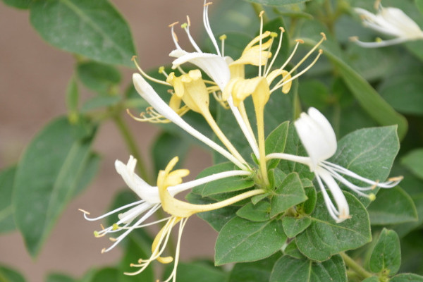 金銀花和菊花的區(qū)別