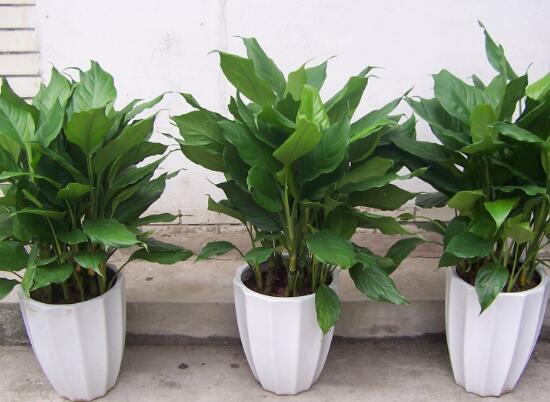 萬年青能吃嗎，萬年青怎么做好吃/涼拌最好吃