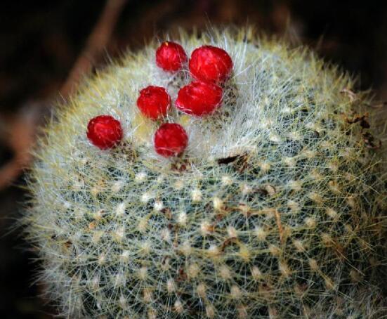 家里放仙人球是吉是兇，化解煞氣、安居樂業(yè)(吉兆)