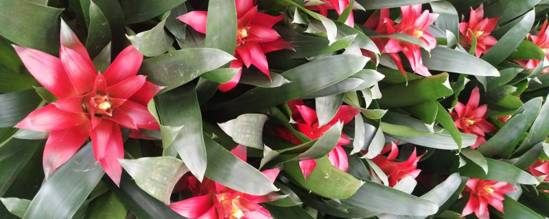 鴻運當(dāng)頭花落了怎么辦