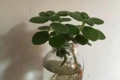 碰碰香怎么水培，只需簡單幾步就可以完成水培