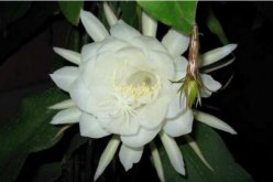 曇花種子怎么種，曇花種子的種植步驟詳解