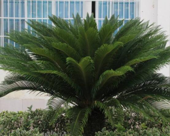 鐵樹葉片彎曲變形的原因和解決方法，教你三種最直觀有效措施