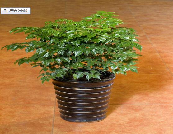 幸福樹(shù)不長(zhǎng)葉子怎么辦，做好這四點(diǎn)可生長(zhǎng)的茂盛碧綠