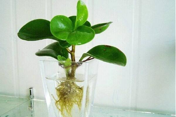碧玉花能水養(yǎng)嗎，可以水養(yǎng)并且方法簡(jiǎn)單