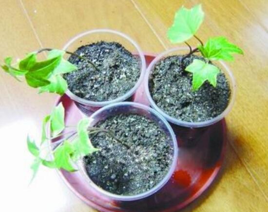 常春藤怎么繁殖，常春藤的扦插方法